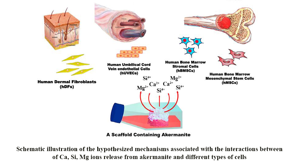 Recent Advances on Akermanite Calcium-Silicate Ceramic for Biomedical Applications