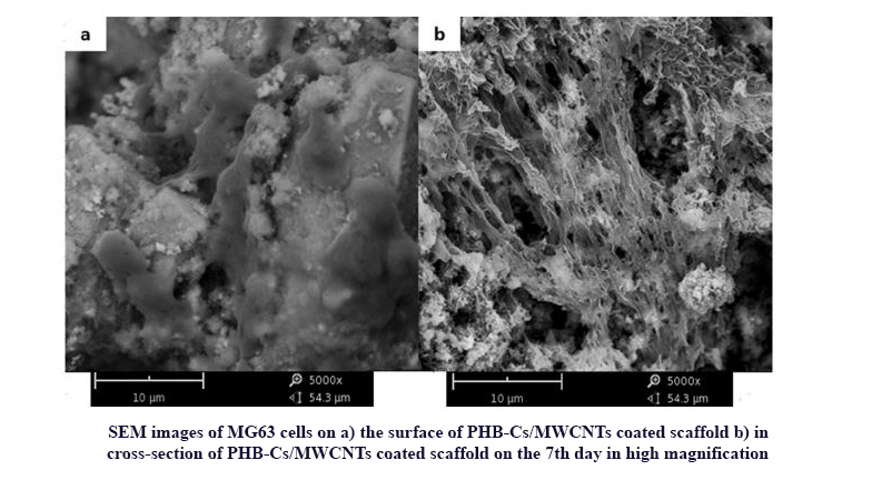 Physical, Mechanical and Biological Performance of Phb-Chitosan/Mwcnts Nanocomposite Coating Deposited on Bioglass Based Scaffold: Potential Application in Bone Tissue Engineering