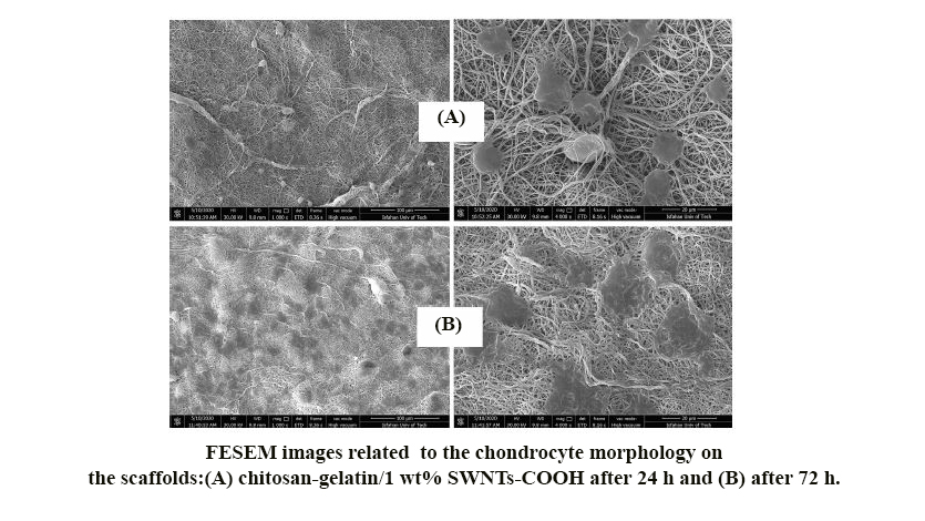 Fabrication and Characterization of Chitosan-Gelatin/Single-Walled Carbon Nanotubes Electrospun Composite Scaffolds for Cartilage Tissue Engineering Applications
