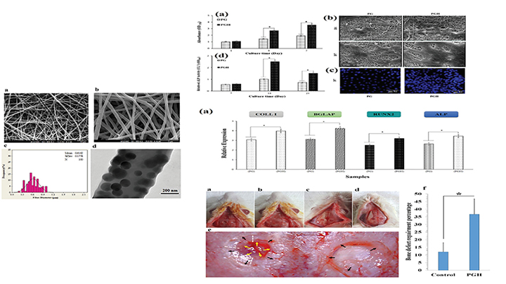 Polycaprolactone/Gelatin/Hydroxyapatite Nanocomposite Scaffold Seeded With Stem Cells From Human Exfoliated Deciduous Teeth to Enhance Bone Repair: In Vitro and in Vivo Studies