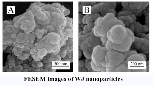 Evaluation of the Effects of Decellularized Wharton Jelly Nanoparticles on Polyhydroxy Butyrate-Chitosan Electrospun Scaffolds for Cartilage Tissue Engineering Applications