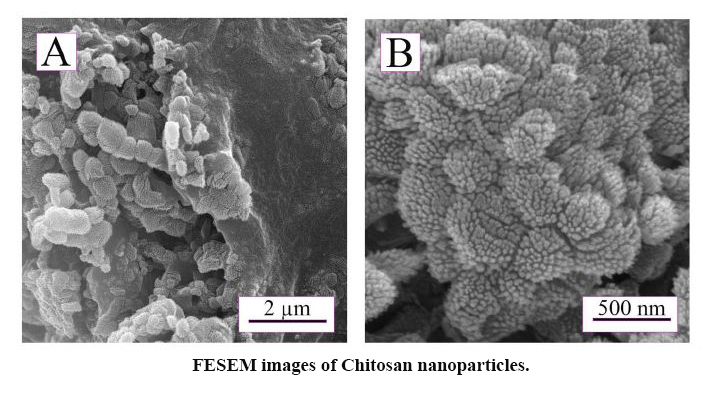 Evaluation of the Effects of Chitosan Nanoparticles on Polyhydroxy Butyrate Electrospun Scaffolds for Cartilage Tissue Engineering Applications