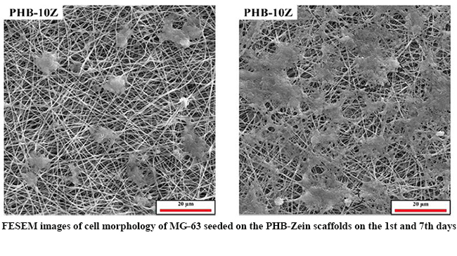 Evaluation of the Effects of Zein Incorporation on Physical, Mechanical, and Biological Properties of Polyhydroxybutyrate Electrospun Scaffold for Bone Tissue Engineering Applications