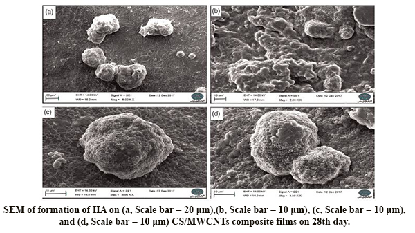 Chitosan/Mwcnts Composite As Bone Substitute: Physical, Mechanical, Bioactivity, and Biodegradation Evaluation