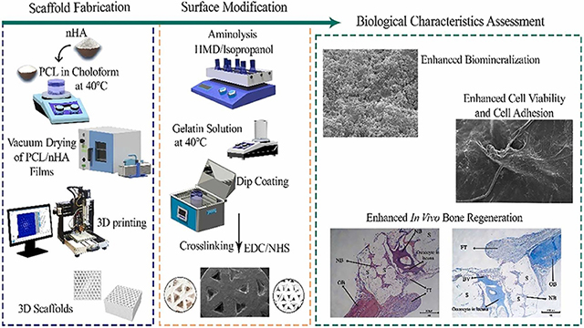 Enhancing the Biological Characteristics of Aminolysis Surface-Modified 3D Printed Nanocomposite Polycaprolactone/Nanohydroxyapatite Scaffold Via Gelatin Biomacromolecule Immobilization: An in Vitro and in Vivo Study