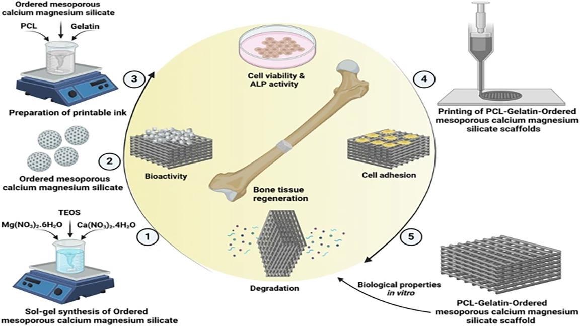 3D Printed Polycaprolactone/Gelatin/Ordered Mesoporous Calcium Magnesium Silicate Nanocomposite Scaffold for Bone Tissue Regeneration