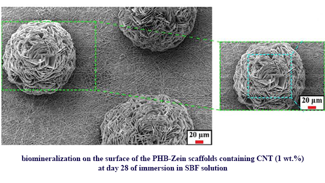 Evaluating the Osteogenic Properties of Polyhydroxybutyrate-Zein/Multiwalled Carbon Nanotubes (Mwcnts) Electrospun Composite Scaffold for Bone Tissue Engineering Applications
