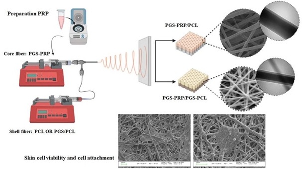 Coaxial Electrospun Pgs/Pcl and Pgs/Pgs-Pcl Nanofibrous Membrane Containing Platelet-Rich Plasma for Skin Tissue Engineering