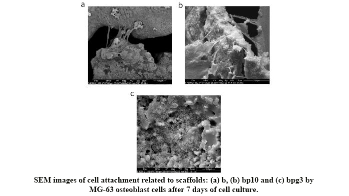 Mechanical Behaviour, Hybridisation and Osteoblast Activities of Novel Baghdadite/ Pcl-Graphene Nanocomposite Scaffold: Viability, Cytotoxicity and Calcium Activity