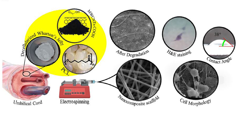 Electrospun Nanocomposite Scaffold Based on Polycaprolactone-Decellularized Umbilical Cord Wharton’S Jelly/Multi-Walled Carbon Nanotubes: A Biomimetic Substrate for Articular Cartilage Tissue Engineering