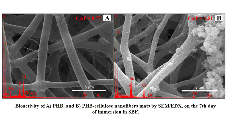 Effect of Cellulose Nanofibers on Polyhydroxybutyrate Electrospun Scaffold for Bone Tissue Engineering Applications
