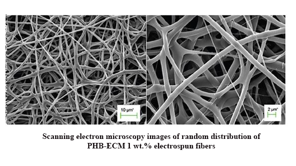 Effects of Decellularized Extracellular Matrix on Polyhydroxybutyrate Electrospun Scaffolds for Cartilage Tissue Engineering