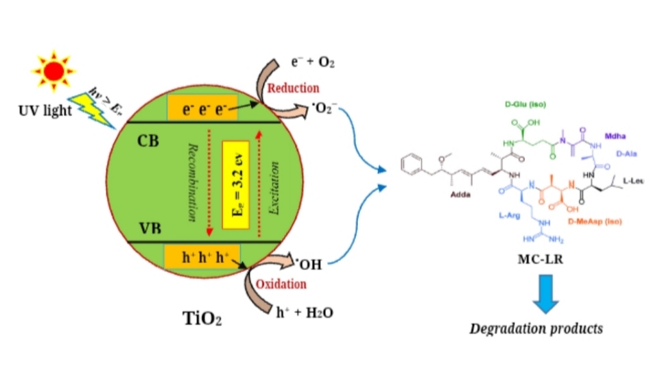 Optimization and Modeling of Microcystin-Lr Degradation by Tio2 Photocatalyst Using Response Surface Methodology