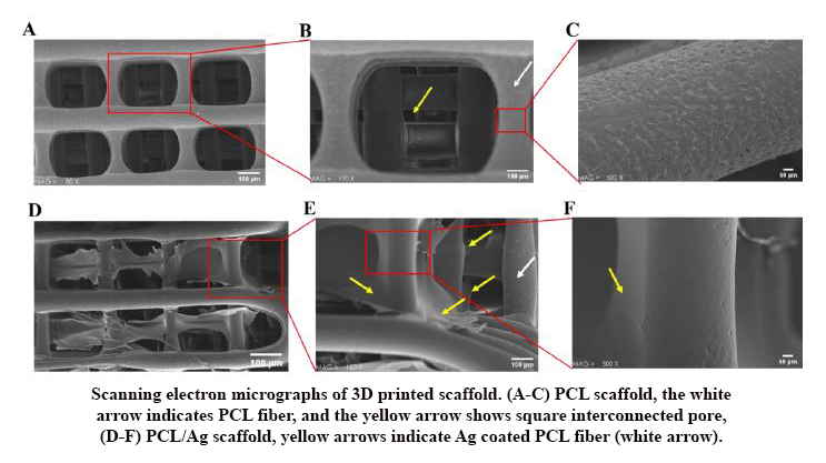 Pcl/Agarose 3D-Printed Scaffold for Tissue Engineering Applications: Fabrication, Characterization, and Cellular Activities