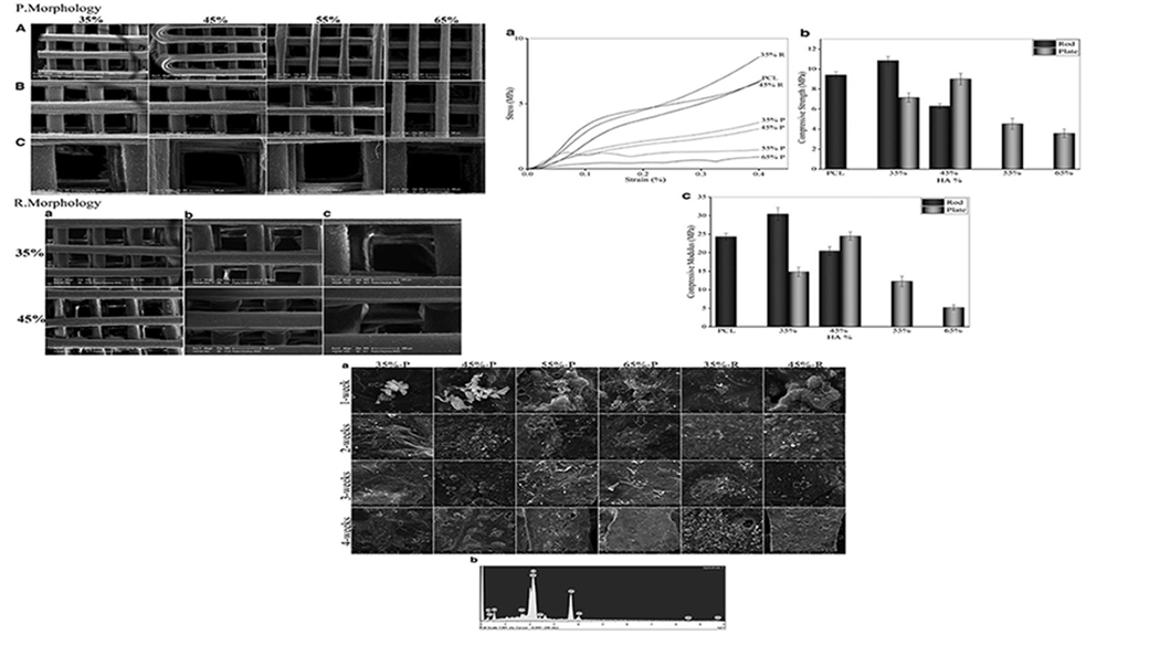 Evaluation of the Morphological Effects of Hydroxyapatite Nanoparticles on the Rheological Properties and Printability of Hydroxyapatite/Polycaprolactone Nanocomposite Inks and Final Scaffold Features