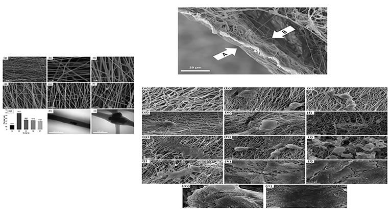 Novel Bilayer Electrospun Poly(Caprolactone)/ Silk Fibroin/ Strontium Carbonate Fibrous Nanocomposite Membrane for Guided Bone Regeneration
