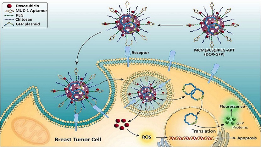 Smart Co-Delivery of Plasmid Dna and Doxorubicin Using Mcm-Chitosan-Peg Polymerization Functionalized With Muc-1 Aptamer Against Breast Cancer