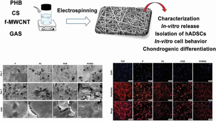 Evaluation of the Effects of Glucosamine Sulfate on Poly(3- Hydroxybutyrate) -Chitosan/Carbon Nanotubes Electrospun Scaffold for Cartilage Tissue Engineering Applications