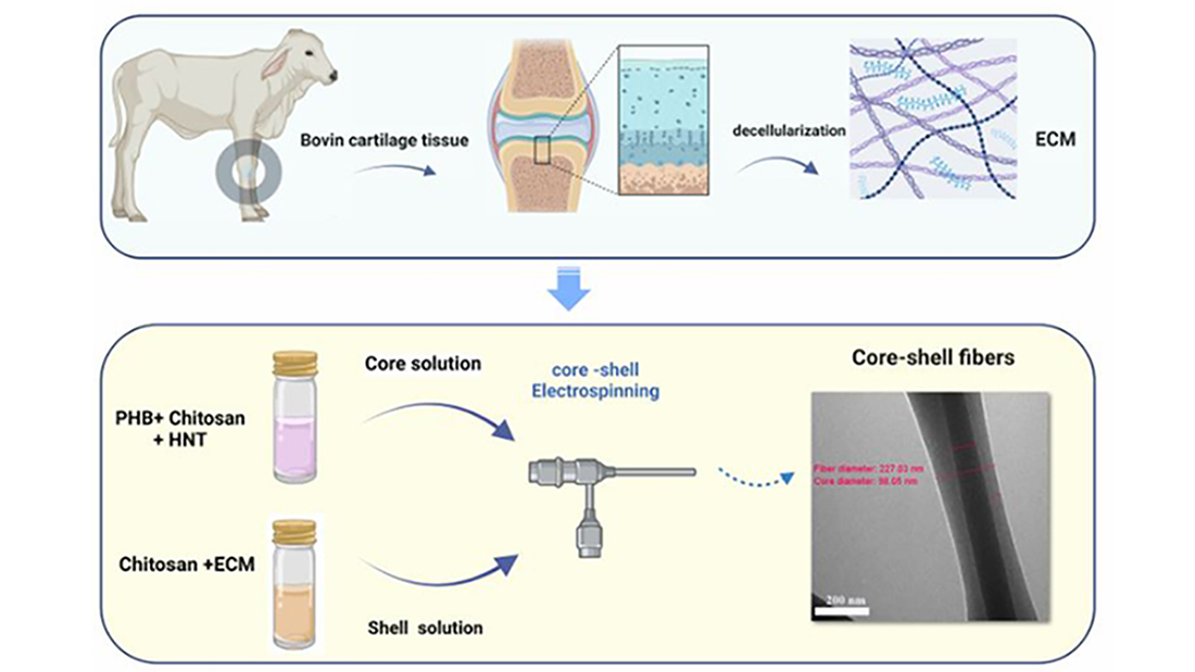 Evaluation of the Effects of Cartilage Decellularized Ecm in Optimizing Phb-Chitosan-Hnt/Chitosan-Ecm Core-Shell Electrospun Scaffold: Physicochemical and Biological Properties