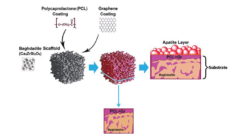 In Vitro Bioactivity of Baghdadite-Coated Pcl –Graphene Nanocomposite Scaffolds: Mechanism of Baghdadite and Apatite Formation