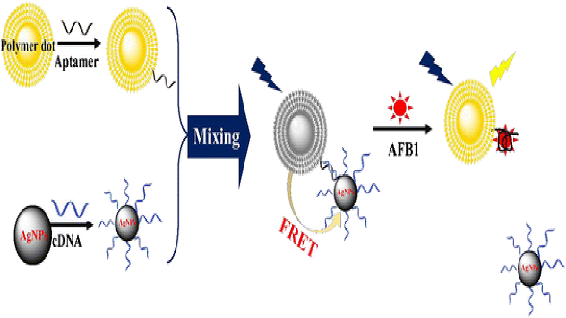 Ultrasensitive Aflatoxin B1 Assay Based On Fret From Aptamer Labelled Fluorescent Polymer Dots to Silver Nanoparticles Labeled With Complementary Dna
