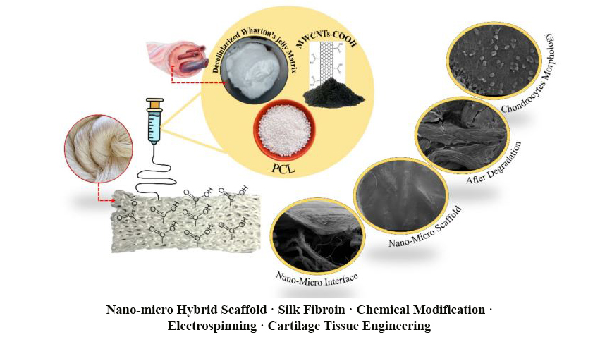 Hybrid Nano-Micro Scaffolds for Cartilage Tissue Engineering: Integrating Pcl-Dwjm-Mwcnts on Chemically Modified Silk Fibroin