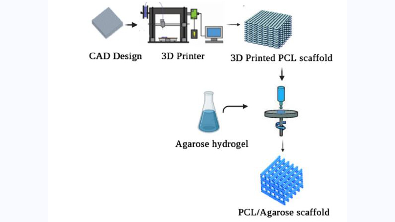 Anti-Tumor Effects of Ellagic Acid and Mesenchymal Stem Cell-Conditioned Medium on Breast Cancer Cells on the 3D Printed Pcl/Agarose Scaffolds
