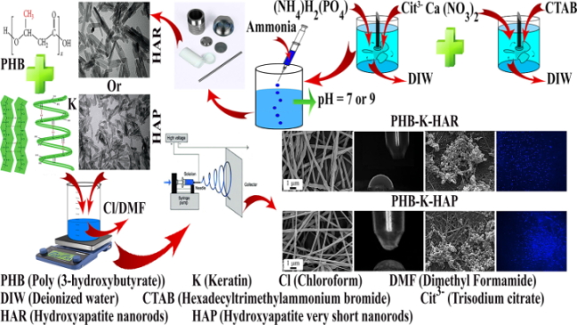 Fabrication and Characterization of Novel Polyhydroxybutyrate-Keratin/Nanohydroxyapatite Electrospun Fibers for Bone Tissue Engineering Applications