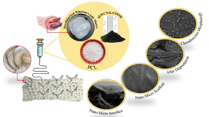 Hybrid Nano-Micro Scaffolds for Cartilage Tissue Engineering: Integrating Pcl-Dwjm-Mwcnts on Chemically Modified Silk Fibroin