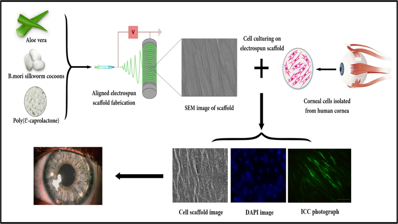 Promoting Keratocyte Stem Like Cell Proliferation and Differentiation by Aligned Polycaprolactone-Silk Fibroin Fibers Containing Aloe Vera