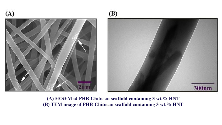 Evaluation of the Effects of Halloysite Nanotube on Polyhydroxybutyrate - Chitosan Electrospun Scaffolds for Cartilage Tissue Engineering Applications
