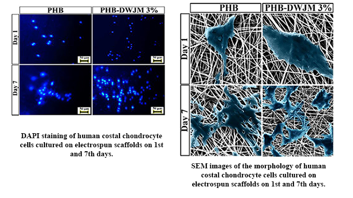 Evaluation of the Effects of Decellularized Umbilical Cord Wharton's Jelly Ecm on Polyhydroxy Butyrate Electrospun Scaffolds: A New Strategy for Cartilage Tissue Engineering