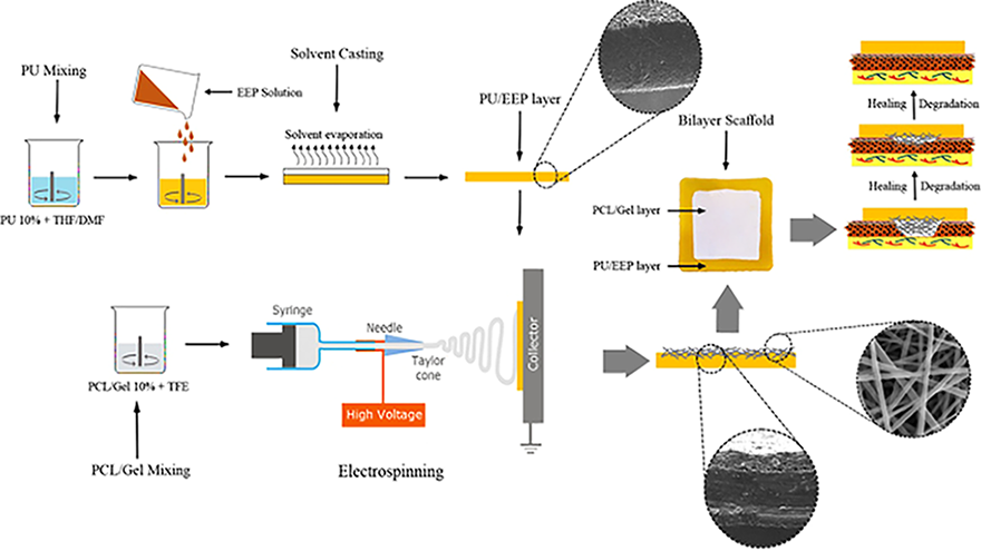 A Novel Bilayer Wound Dressing Composed of a Dense Polyurethane/Propolis Membrane and a Biodegradable Polycaprolactone/Gelatin Nanofibrous Scaffold