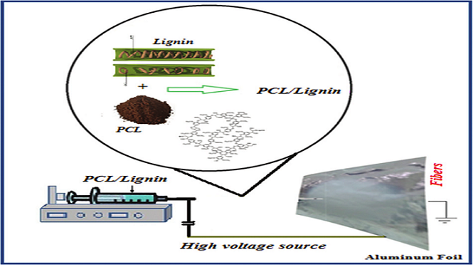 Electrospun Polycaprolactone/Lignin-Based Nanocomposite As a Novel Tissue Scaffold for Biomedical Applications