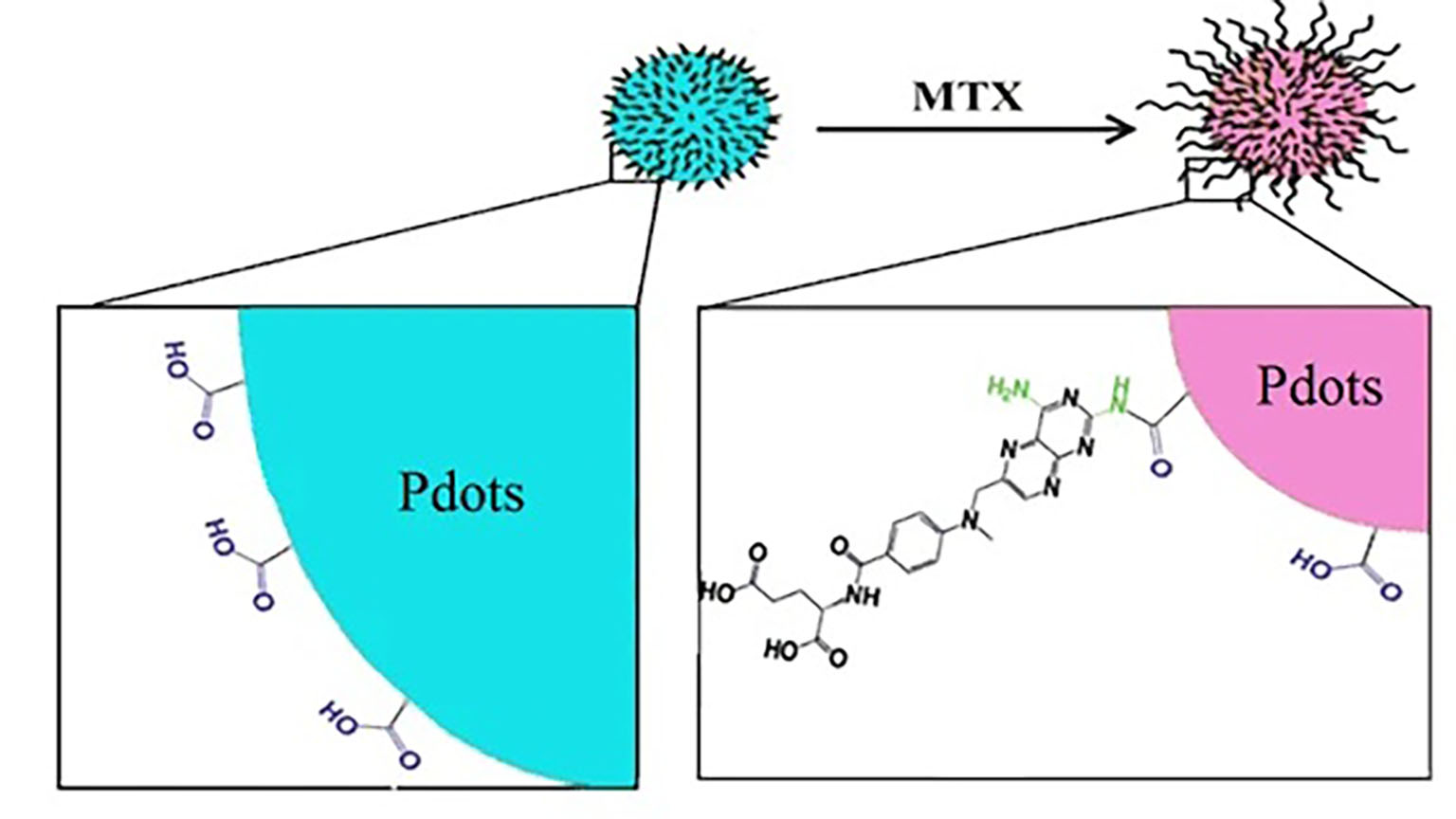 Methotrexate-Conjugated to Polymer Quantum Dot for Cytotoxicity Effect Improved Against Mcf-7 and Hela Cells