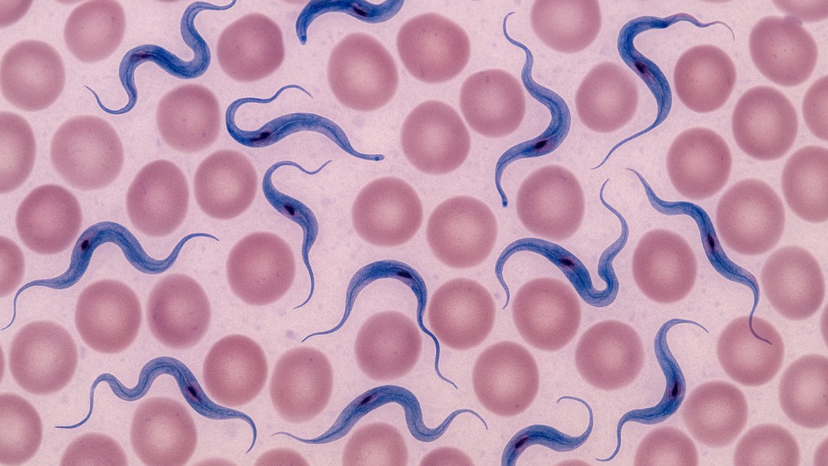 In Vitro and in Vivo Evaluation of the Leishmanicidal and Cytotoxic Activities of Chitosan and Chitosan–Amphotericin B