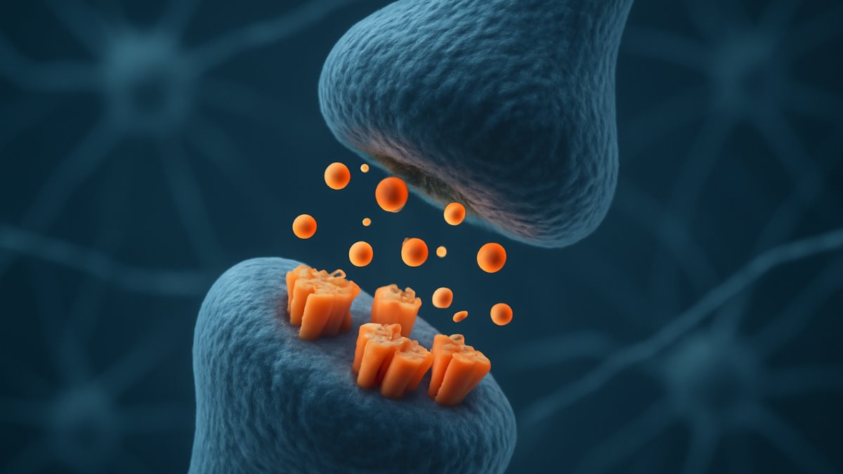 Long-Term Decreases in the Expression of Calcineurin and Gabaa Receptors Induced by Early Maternal Separation Are Associated With Increased Anxiety-Like Behavior in Adult Male Rats